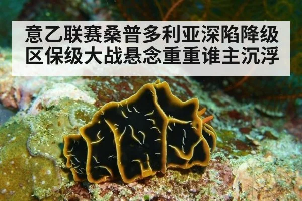 意乙联赛桑普多利亚深陷降级区保级大战悬念重重谁主沉浮